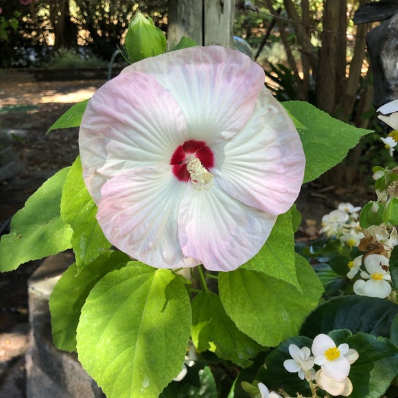 Meet your Posher, Denise - Picture 1 of 1